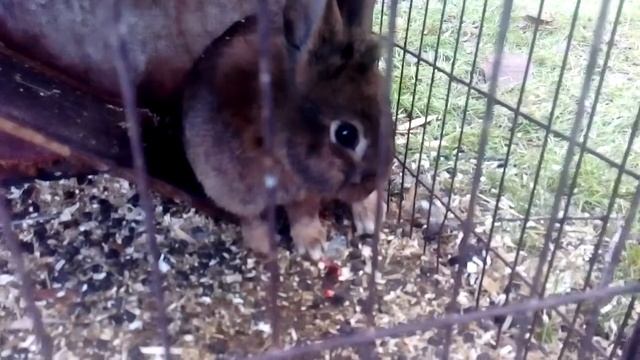 Ч.1 Окрол вне гнезда. Роды крольчихи. Что должен сделать кроликовод. Кролики рождаются. смотреть онлайн