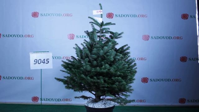 9045 Пихта Нордмана в горшке 1.2 - 1.4 м. смотреть онлайн