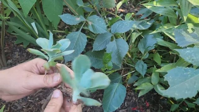 Echeveria 'Sea Monster' - How To Propagate from Cuttings and Pot Up смотреть онлайн