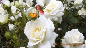 Роза флорибунда Тиара ? флорибунда роза Тиара обзор: как сажать, саженцы розы Тиара