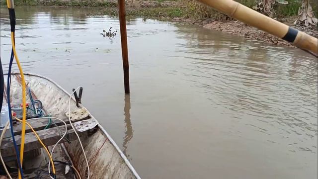 kích cá đầm hoang bắt cá rô phi cá lóc báu Vlogs смотреть онлайн