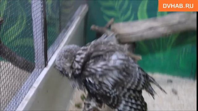 Птенца неясыти выходили в «Питоне» смотреть онлайн