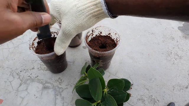 Ficus Green Island Fig (Ficus Microcarpa) Plant Propagation From Cutting | Fancy Sudins смотреть онлайн