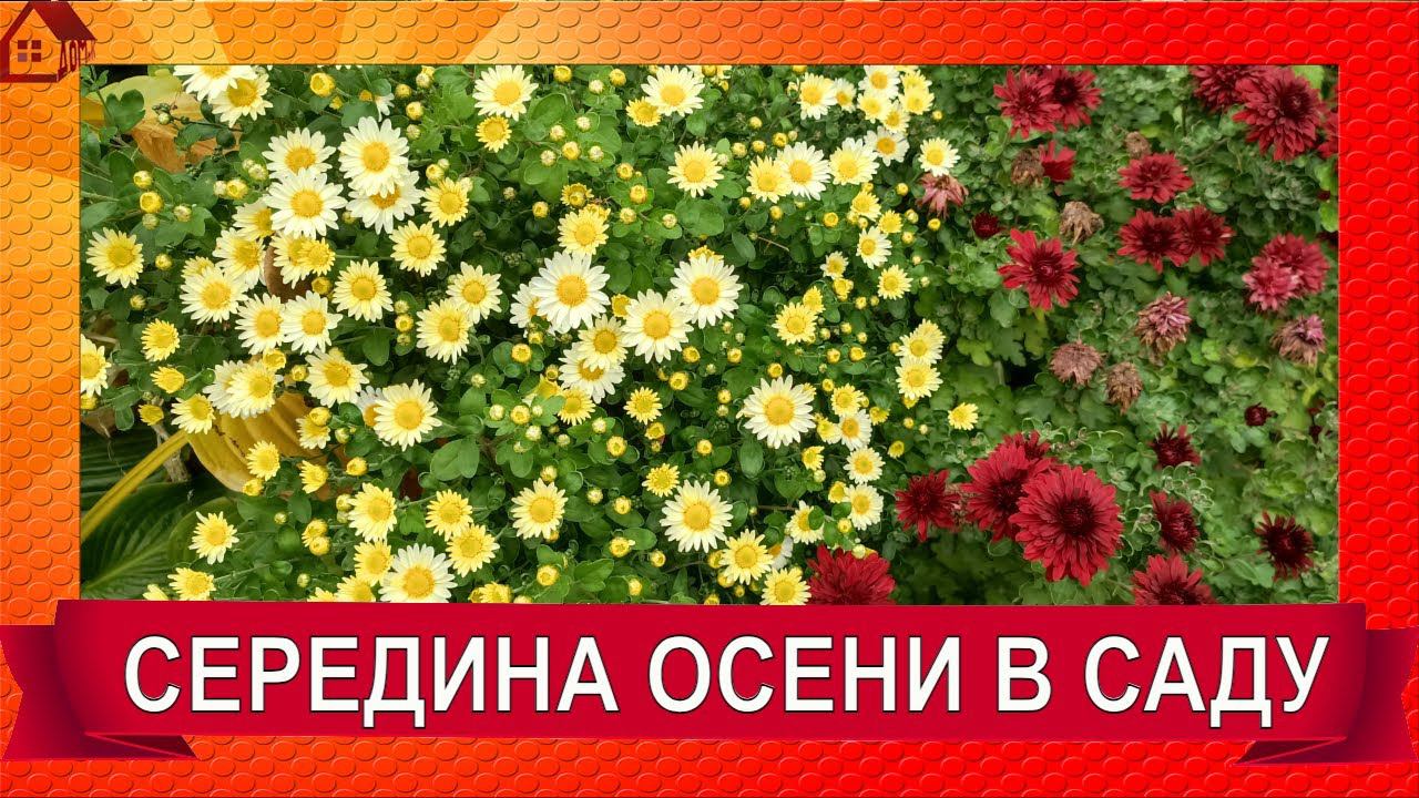 Середина осени - Середина Октября/ Прогулка по саду/Болтовлог смотреть онлайн