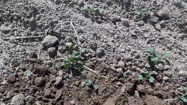 копаем по полям смотреть онлайн