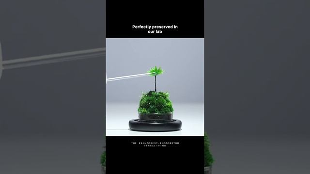 Flower-like moss, Rhodobryum preserved moss terrarium by TerraLiving смотреть онлайн