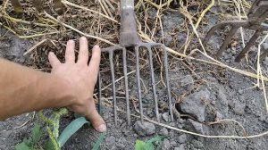 Вилы для копки картофеля.