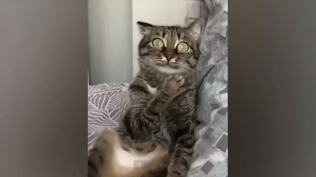 Самые смешные животные _ Приколы с котами и собаками 2022 _ LA #35.mp4 смотреть онлайн