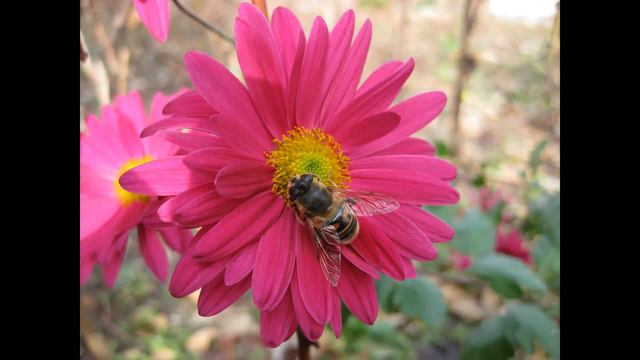 ШАНОВНІ ДРУЗІ !КВІТИ ДЛЯ ВАС! смотреть онлайн