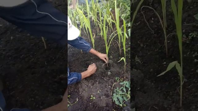 Огородные дела. 8.Посадка кукурузы. смотреть онлайн