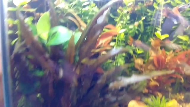 Маленький аквариум на 10л смотреть онлайн