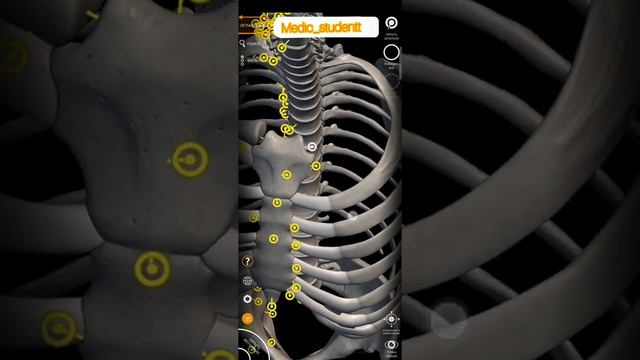 Төс сүйек. Sternum. Грудина смотреть онлайн