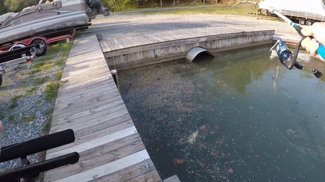 Berkley GULP ALIVE Minnow Lake CHALLENGE | LUCKIEST and MOST RANDOM Catch EVER! смотреть онлайн