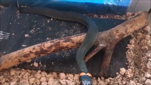 Уж обыкновенный и интересные факты о нем ? смотреть онлайн