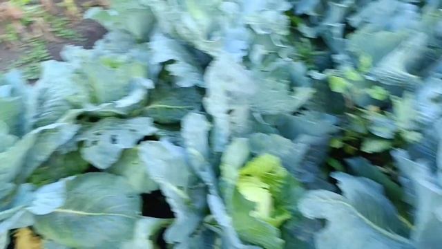 ЖИЗНЬ В УРАЛЬСКОЙ ДЕРЕВНЕ/ Будни смотреть онлайн