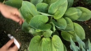 Хосты в моём саду Обзор Часть 1