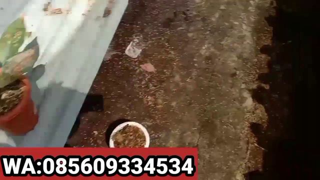 PROMO AGLONEMA MURAH|| READY PAKET MERDEKA MERAH PUTIH смотреть онлайн