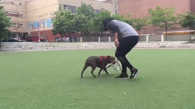 Смешные животные - улыбка собаки | Bazuzu Video ТОП подборка 92, январь 2018 смотреть онлайн