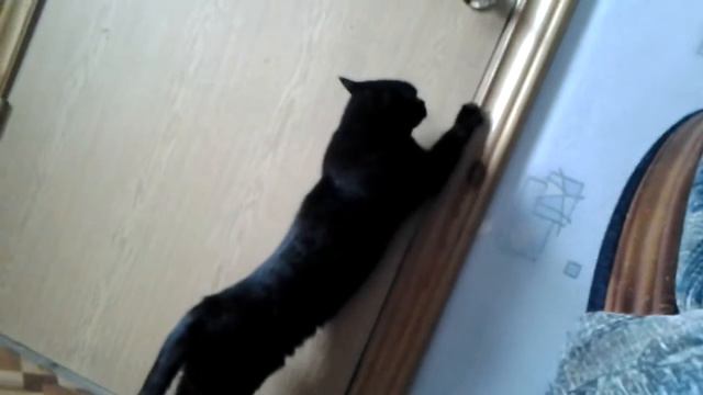 Кошка просит открыть дверь смотреть онлайн