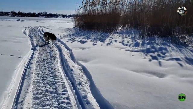Снега НННАДО? / ХАСКИ БЛОГЕР / ХАСКИ / Хаски Улла / Husky blogger / funny dog смотреть онлайн