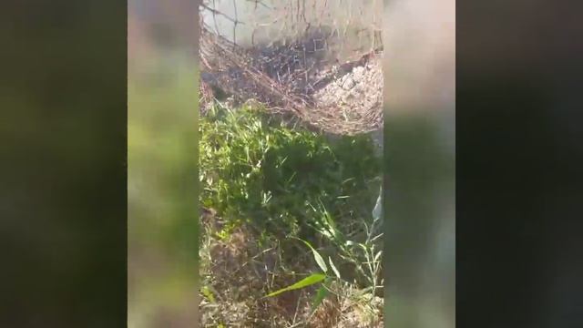 День рыбака!!!Река Миус.. Лиман...Рыбачим с сыном смотреть онлайн