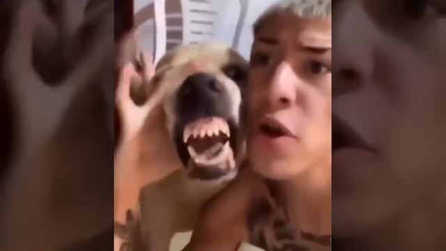 Битбокс с псом смотреть онлайн