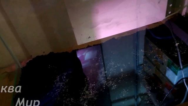 Создаем мини травник и креветочник в одном Выпуск 1 смотреть онлайн