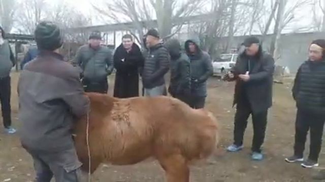 Qirg'iziston Арашан ку'чкар Великолепный смотреть онлайн