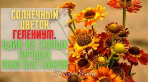 Солнечный цветок гелениум. Один из самых лучших многолетников.