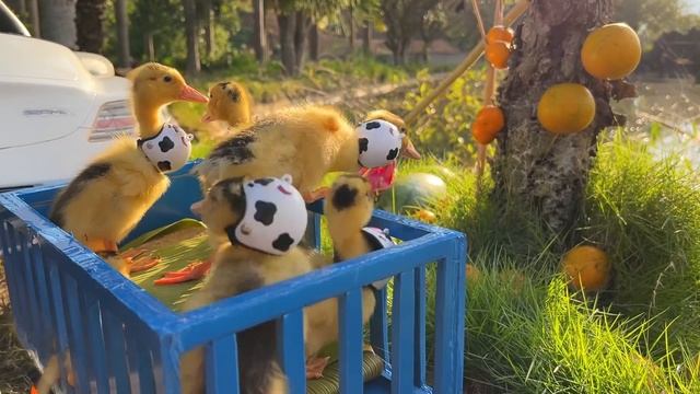 Bim Bim takes ducklings to pick fruits at the farm смотреть онлайн