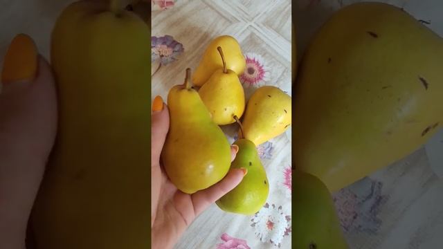 Груша Лада, несколько слов о сорте смотреть онлайн