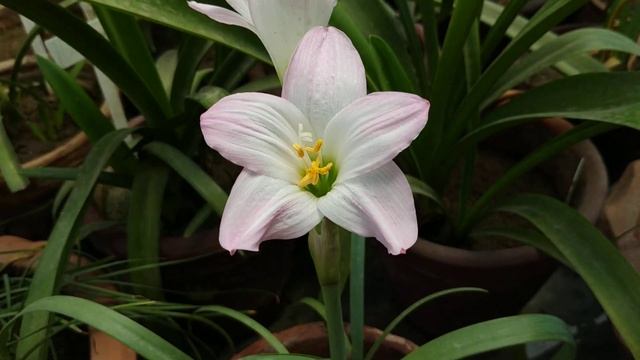Pink Rain Lily | Habranthus Robustus смотреть онлайн