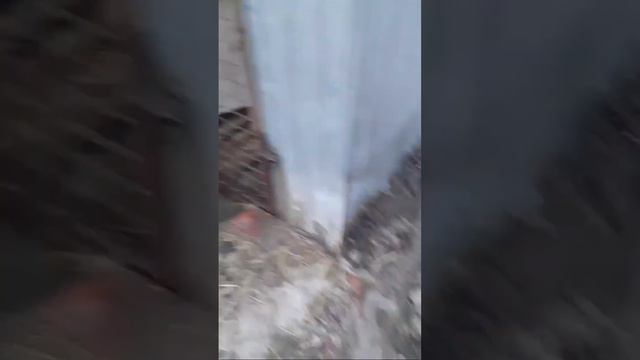 Зимняя Весна! Локальный Потоп! Жизнь в приюте бездомных животных. смотреть онлайн