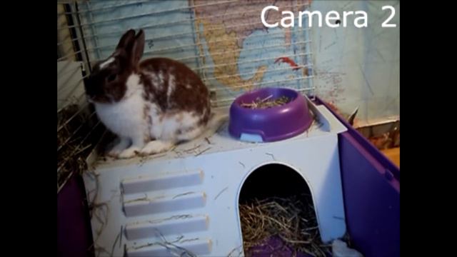 Что Руфус будет делать один? #2