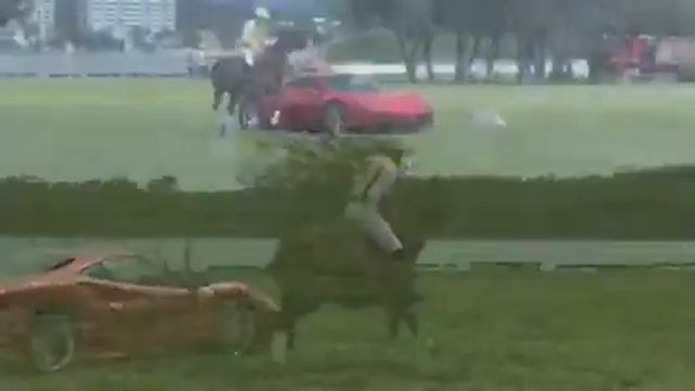 Polo pony races a ferrari at The Spit смотреть онлайн