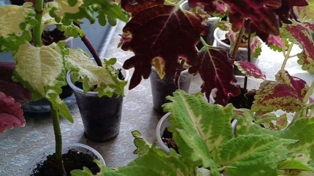 Продажа колеусов. Отвечаю на вопросы ! #колеус #сад #цветы #цветок #продажа#koleus смотреть онлайн