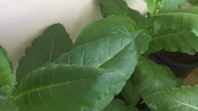 Табак 76 дней роста на балконе.