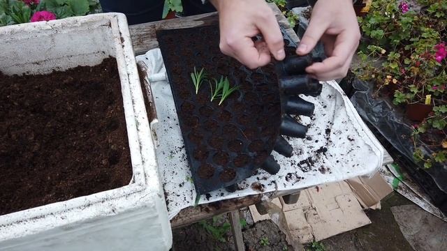 Выращивание Гвоздики Под Зиму. смотреть онлайн