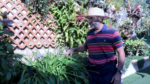 Squill Peruviana planting and gardening tips from Gardner, Plant Design Specialist, Chuck Schwartz смотреть онлайн