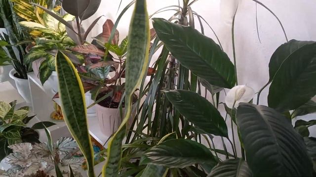 О комнатных цветах и вредителях. Размножение гортензии почкой. Моя рассада. смотреть онлайн