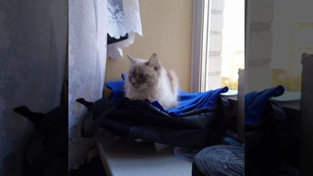 МУСЯНДРА КАЙФУЕТ ОСЕНЬИМ УТРОМ смотреть онлайн