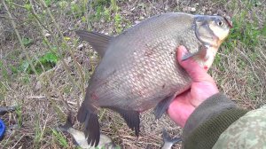 Ловля Леща в конце мая на Фидер! Снасть (монтаж, прикормка, наживка)!