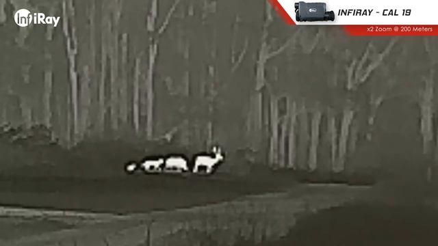 Thermal Imaging Monocular Review - InfiRay Cabin Series CBL 19