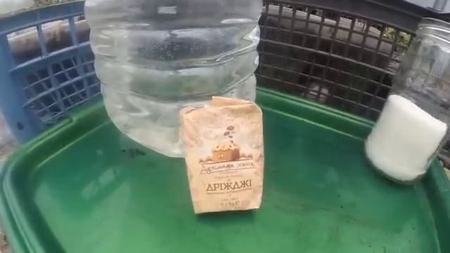 Розсада росте " ЯК НА ДРІЖДЖАХ." ВИРОЩУВАННЯ РОЗСАДИ. смотреть онлайн