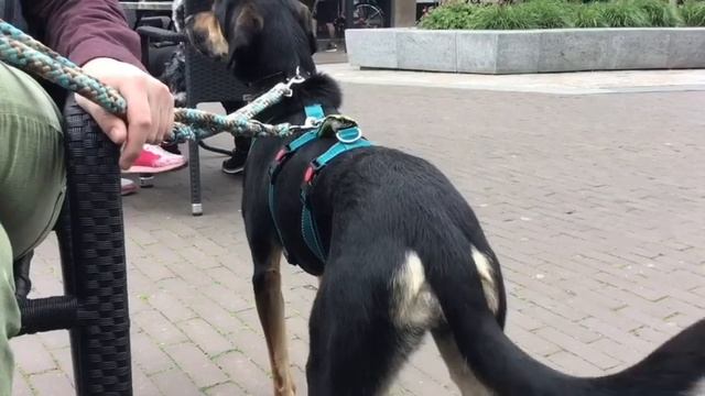 Baddie op terras 1 (04-2019) смотреть онлайн