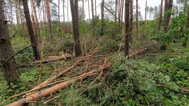 Бурелом и буревал в Малоритском районе после бури 6 июля 2020 года смотреть онлайн