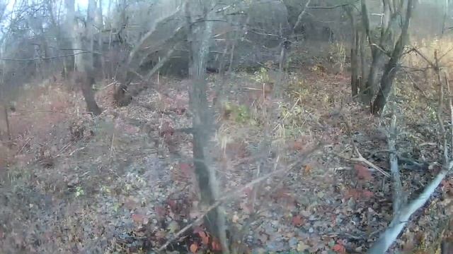 загонная охота на кабана 2019 .wild boar hunting смотреть онлайн