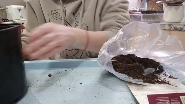 Ирисы. Как сохранить растения зимой до высадки весной в открытый грунт. смотреть онлайн