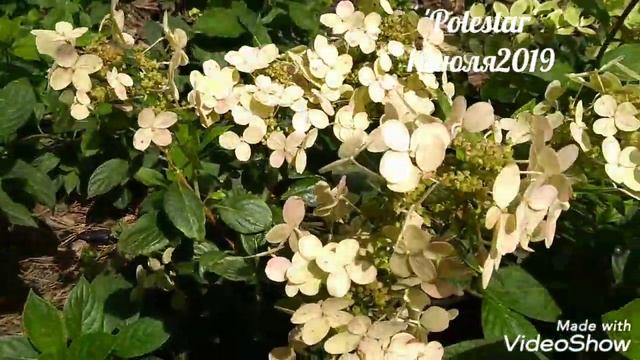 11июля2019 Спустя 2недели Карликовая Метельчатая Гортензия 'Polestar' смотреть онлайн