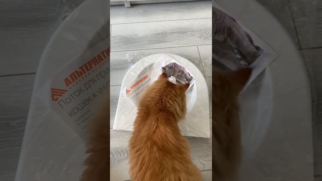 Как приучить кота к унитазу. Часть 1. Ох да прибудет со мной сила? смотреть онлайн
